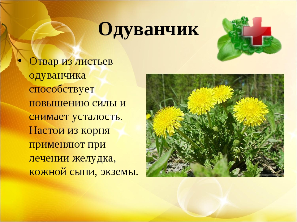provedenie-uroka-na-temu-czelebnaya-sila-trav.jpg